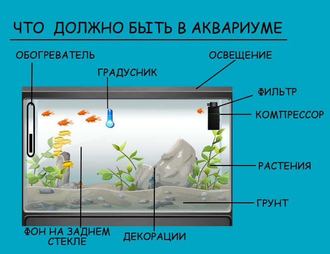 аквариум аквариум