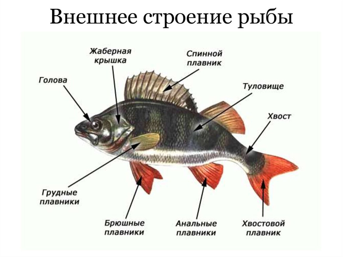 аквариум аквариум