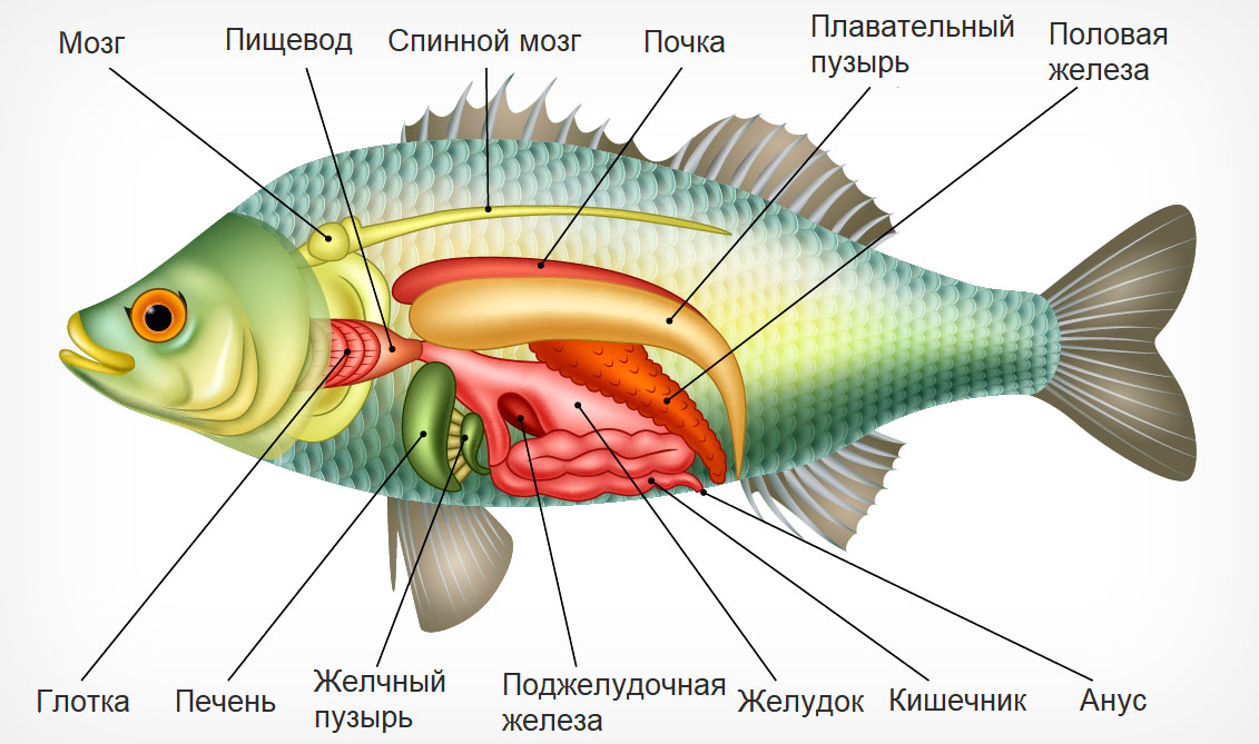 аквариум аквариум